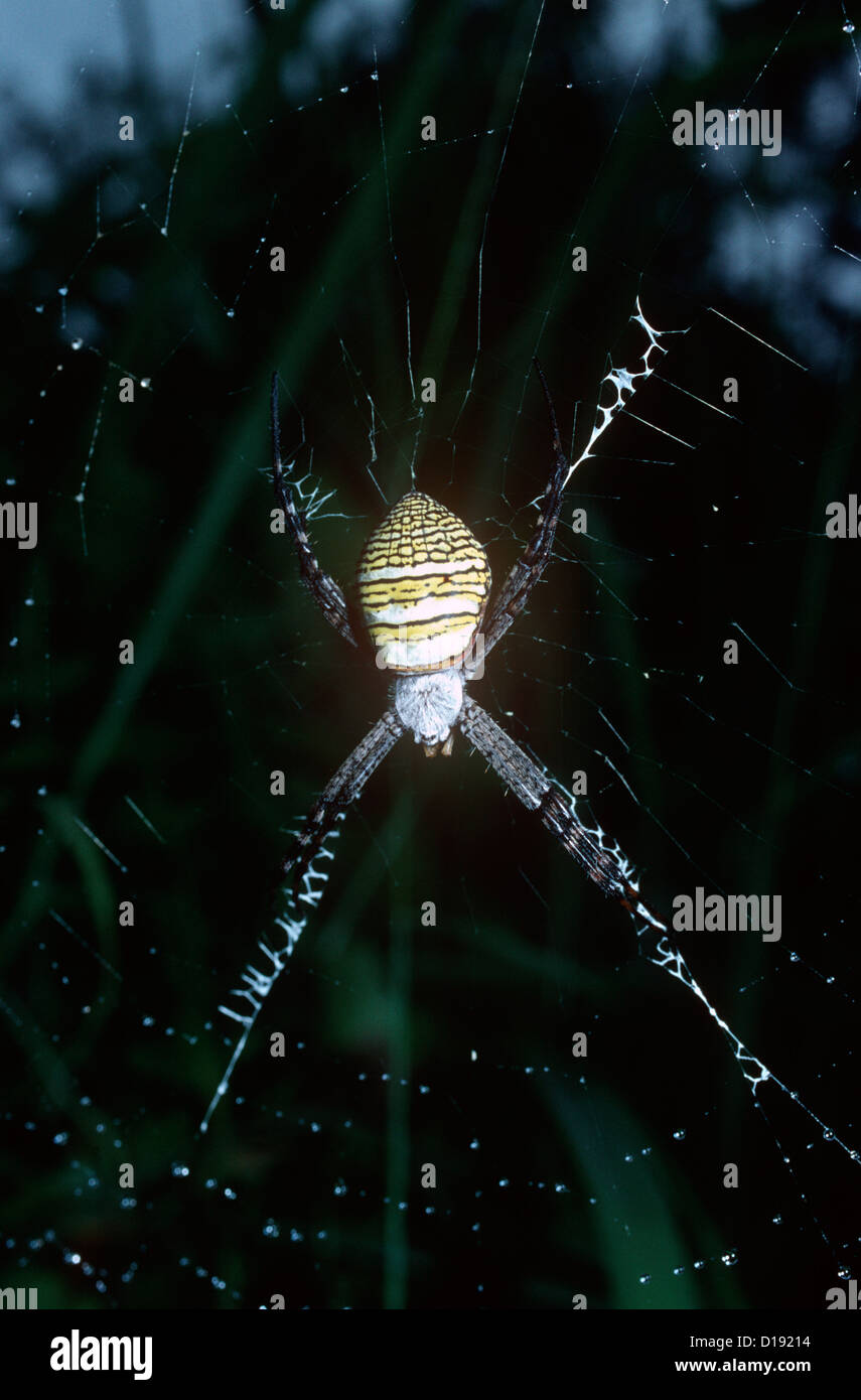 Grand argiope spider (Argiope aemula: Araneidae) femmina nella foresta pluviale, Thailandia ovale croce di Sant' Andrea /Firma Spider Foto Stock