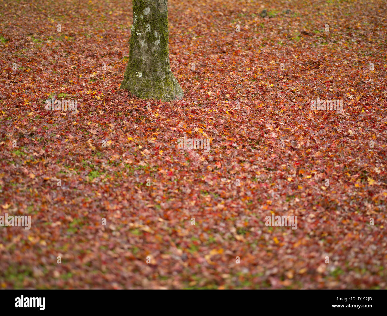 Autunno / autunno a Kyoto, in Giappone. Rosso / Marrone oro lascia sul terreno in Kinkakuji tempio. Foto Stock