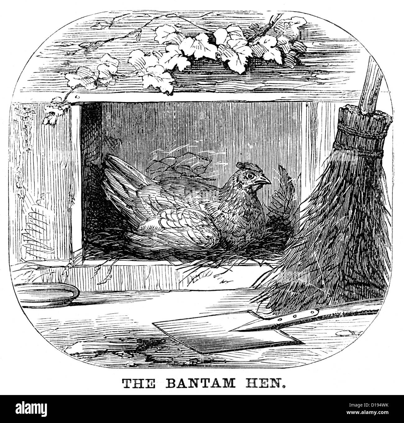 Incisione in stile vittoriano di una gallina Bantam. Un più piccolo è una piccola varietà di pollame, in particolare il pollame. 1897 Foto Stock