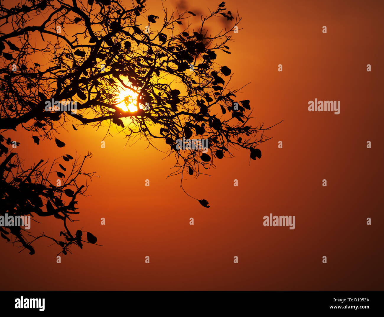 Il cielo al tramonto e il sole splende attraverso gli alberi Foto Stock