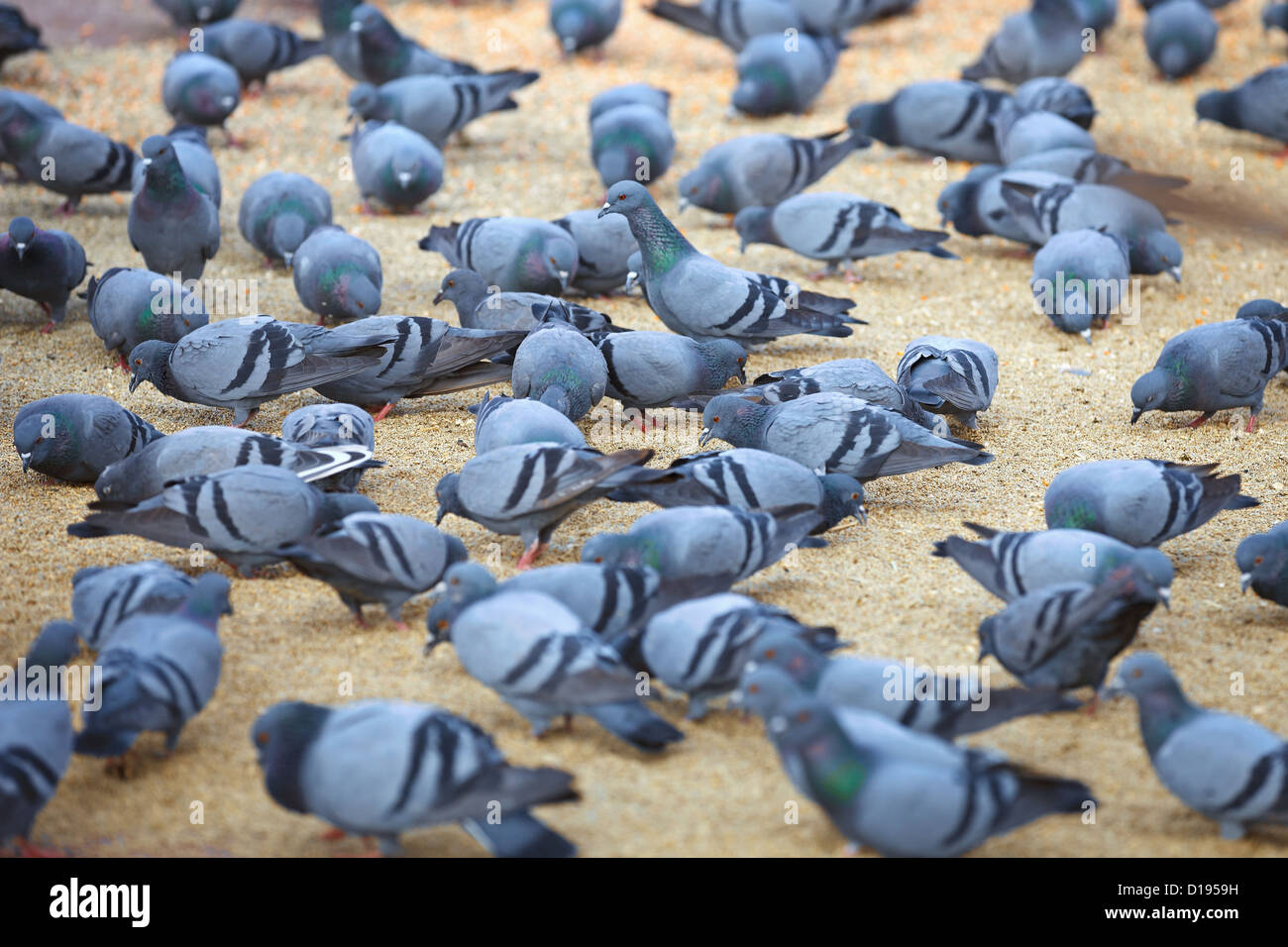 Piccioni urbani alimentare sul quadrato Foto Stock