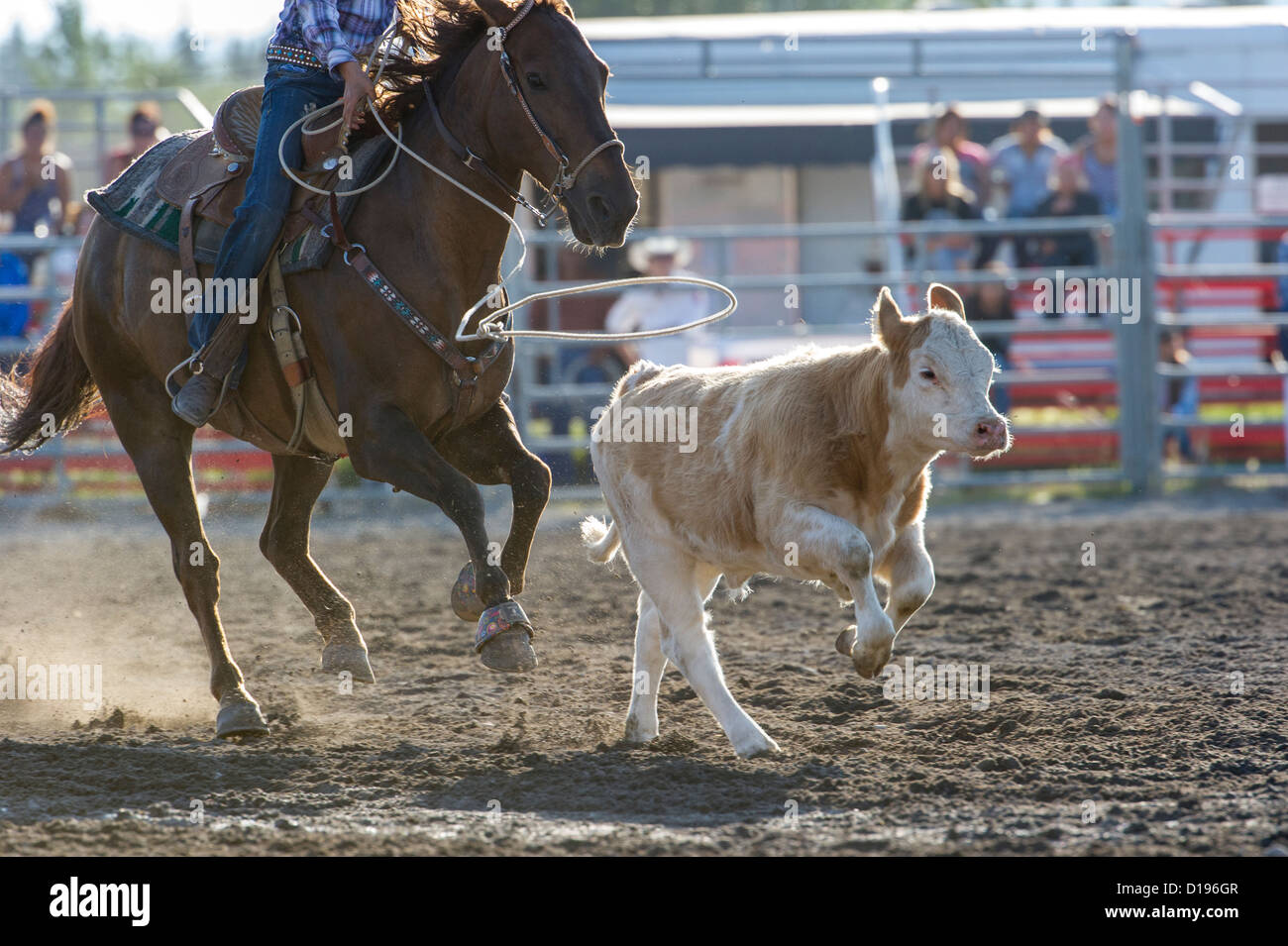 Evento di roping roping al Tsuu T'ina Rodeo che si tiene ogni luglio, a Bragg Creek, Alberta Canada Foto Stock