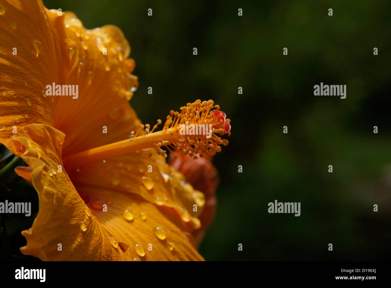 gocce di pioggia sull'ibisco Foto Stock