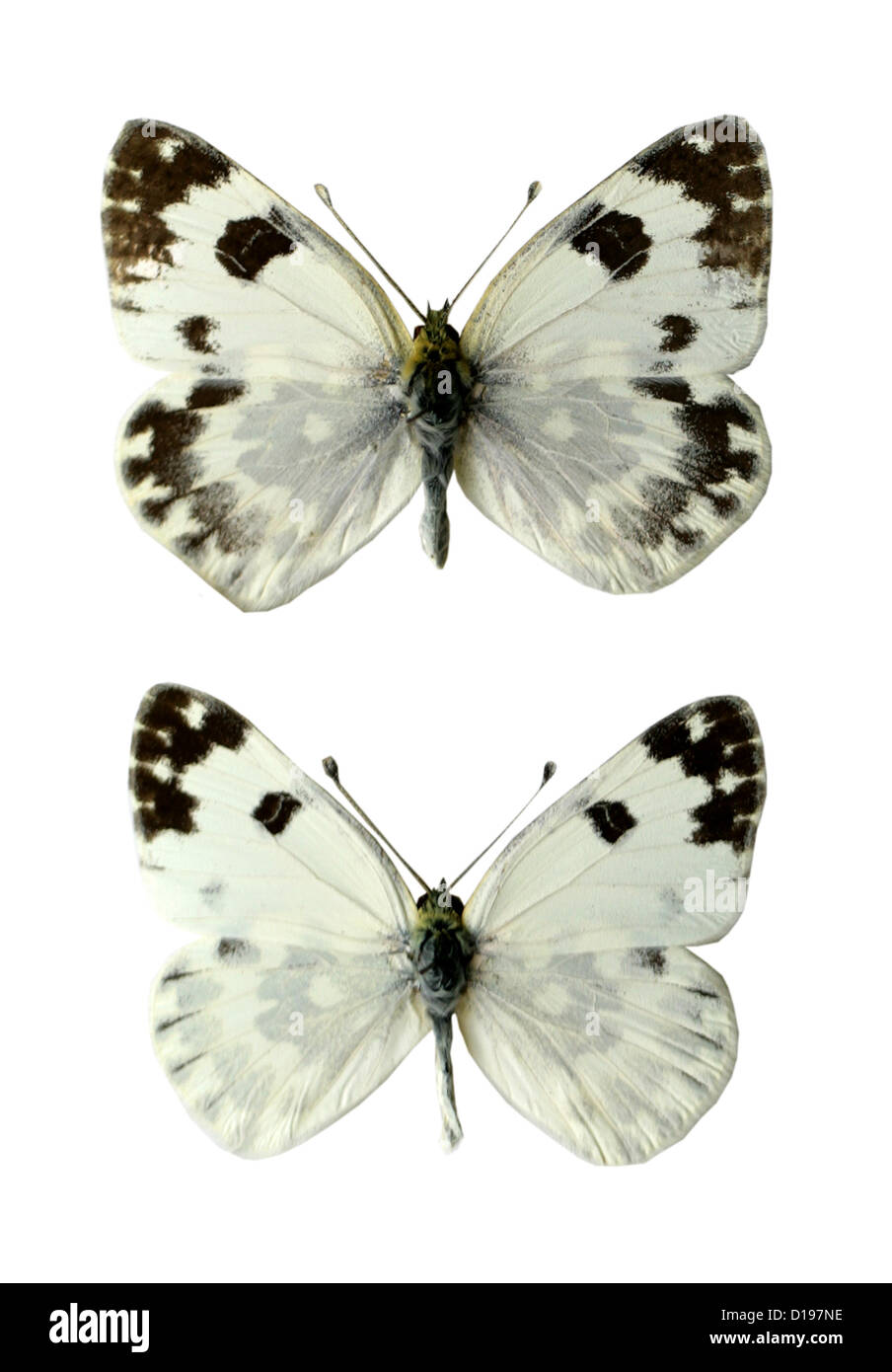 Bagno farfalle bianco, Pontia daplidice, Pieridae, Lepidotteri. Femmina (parte superiore), maschio (fondo). Foto Stock