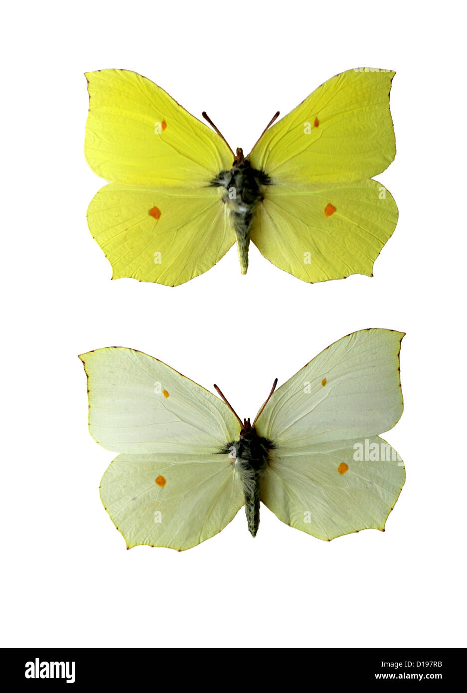 Brimstone farfalle, Gonepteryx rhamni, Pieridae, Lepidotteri. Maschio (parte superiore), femmina (fondo). Foto Stock