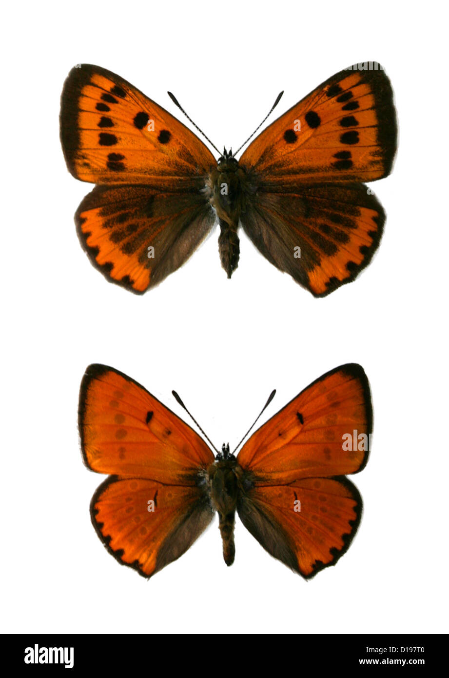 Grandi farfalle di rame, Lycaena dispar, Lycaenidae, Lepidotteri. (Top), femmina (fondo) maschio Foto Stock