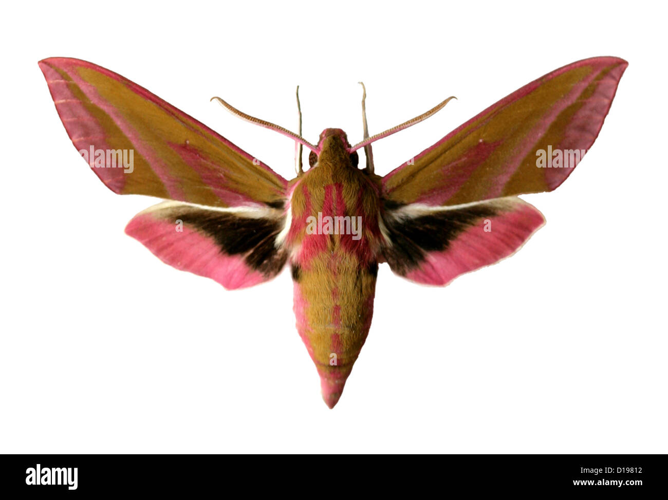 Elephant Hawk-moth, Deilephila elpenor, Macroglossinae, Sphingidae. Foto Stock
