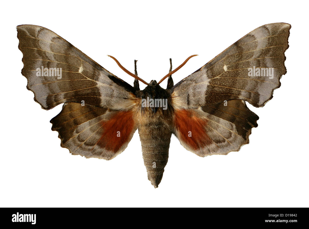Il PIOPPO Hawk-moth, Laothoe populi, Sphinginae, Sphingidae, Lepidotteri. Maschio. Foto Stock