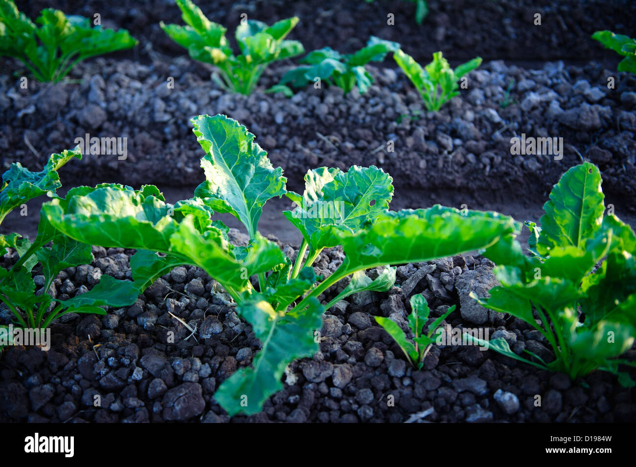 La barbabietola da zucchero campo nell'Imperial Valley della California Foto Stock