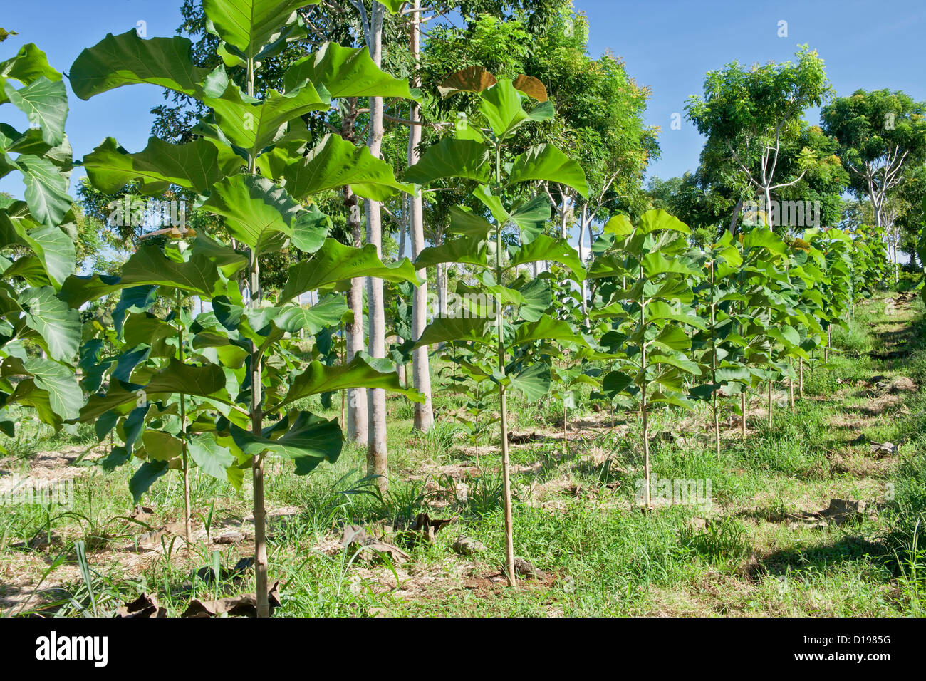 Giovane piantagione di teak 'Tectona grandis'. Foto Stock