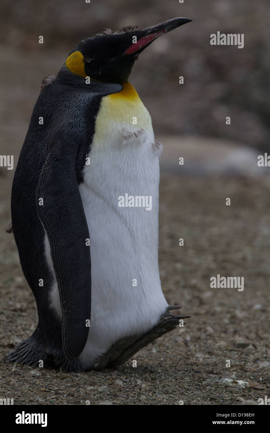 Camminare a piedi come un pinguino Foto Stock