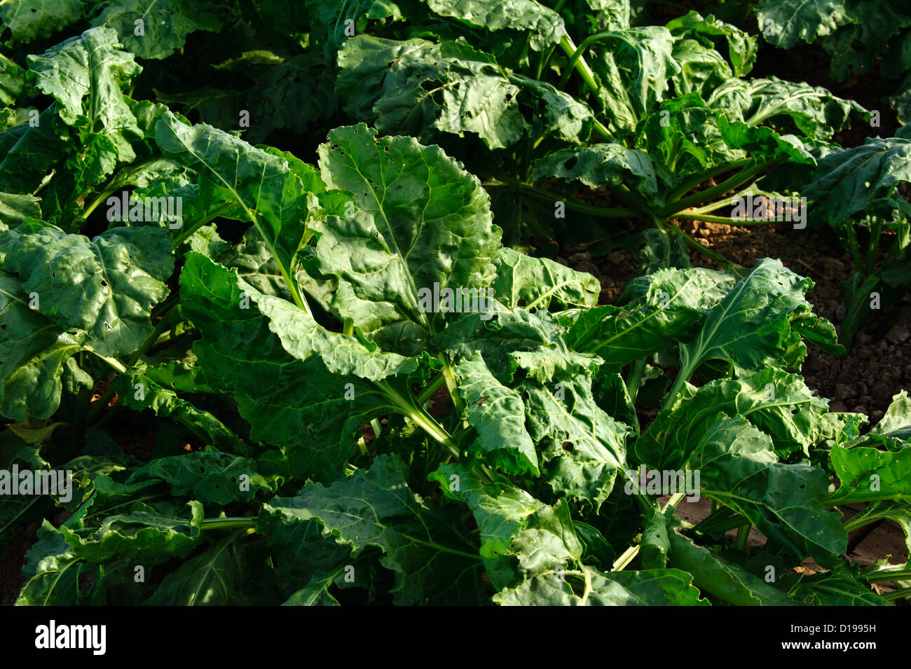 La barbabietola da zucchero campo nell'Imperial Valley della California Foto Stock