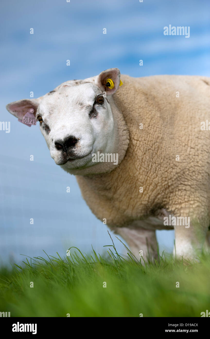 Beltex pascolo di ovini i campi sul isola di Tiree, Scozia. Foto Stock