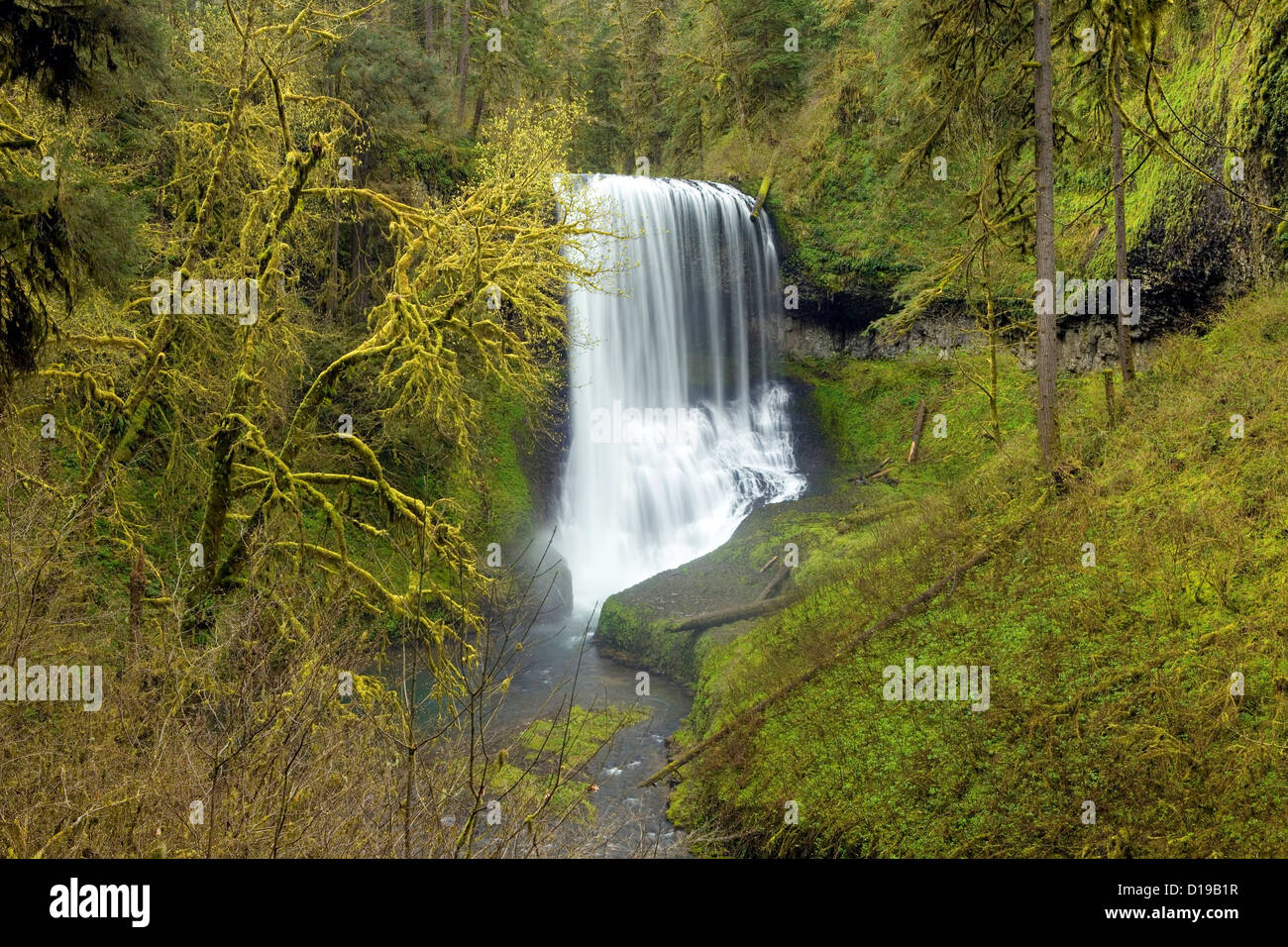 O00648-00...OREGON - Centro nord scende a Silver Falls State Park in una foresta pluviale temperata alla base delle Cascate. Foto Stock