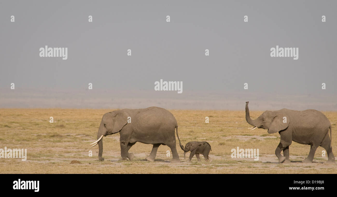 Due elefanti e un vitello passeggiate nelle pianure Foto Stock
