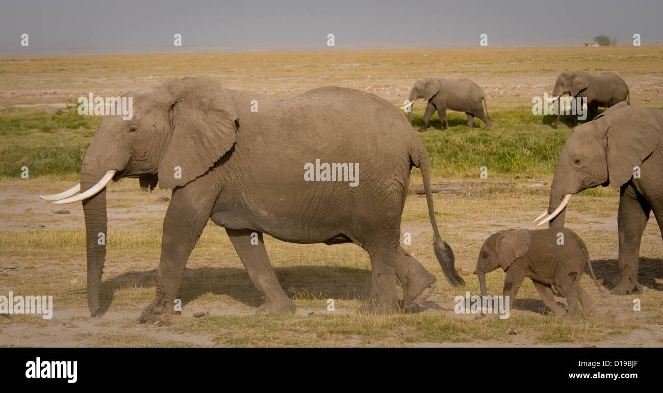 Due elefanti e un vitello camminando sulle pianure Foto Stock