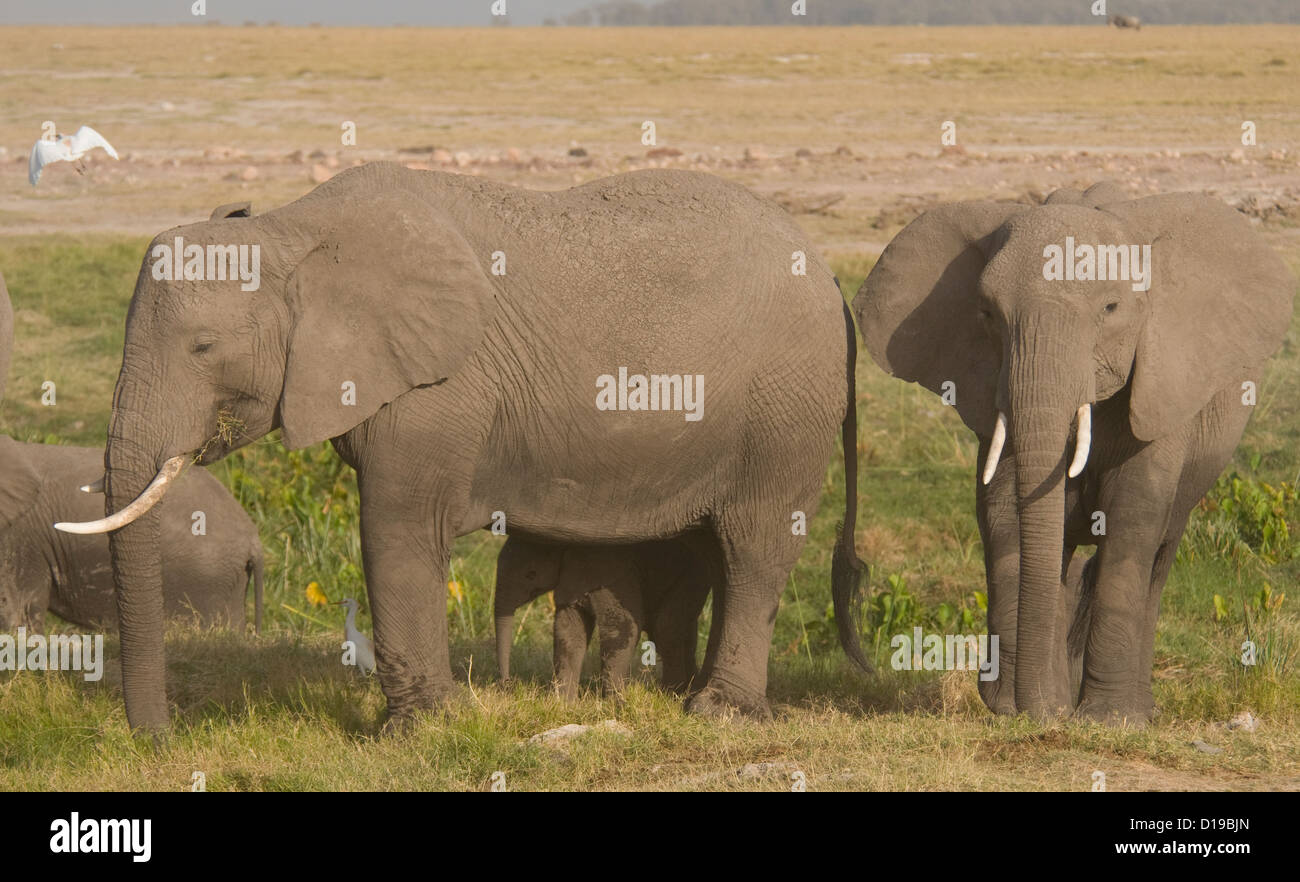 Due elefanti e un vitello sulle pianure Foto Stock