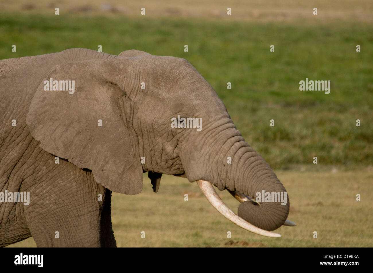 Close up di bull elephant trunk con arricciato-close up Foto Stock