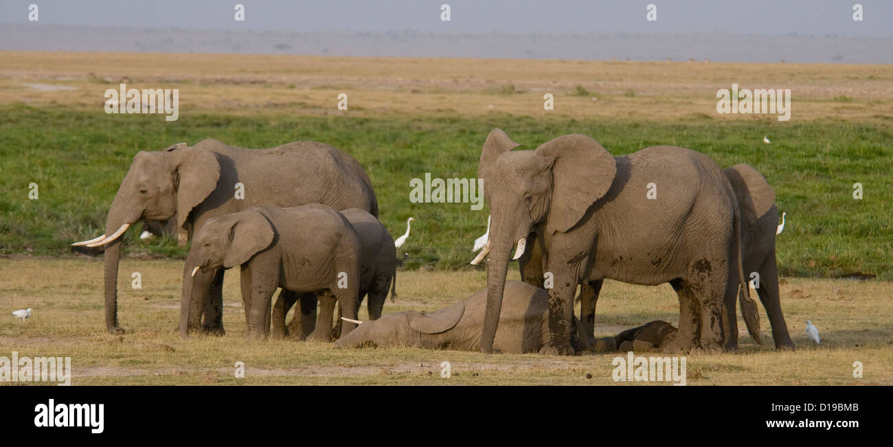 Branco di elefanti da area palustre Foto Stock