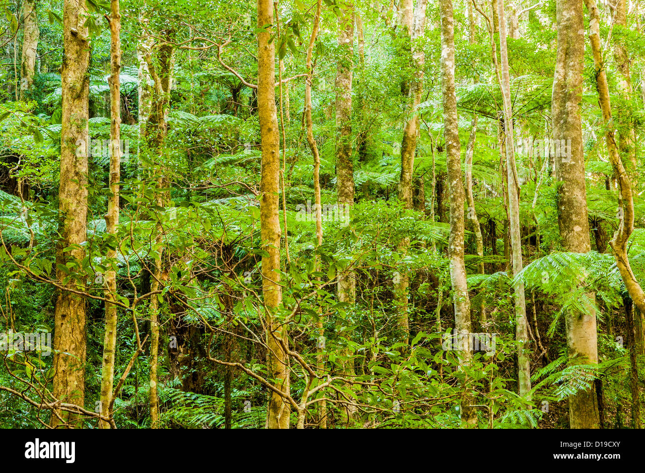 Foresta, Binna Burra, Parco Nazionale Lamington, Queensland, Australia Foto Stock