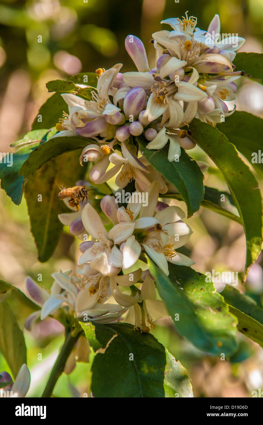 Arancio fiori, Queensland, Australia Foto Stock