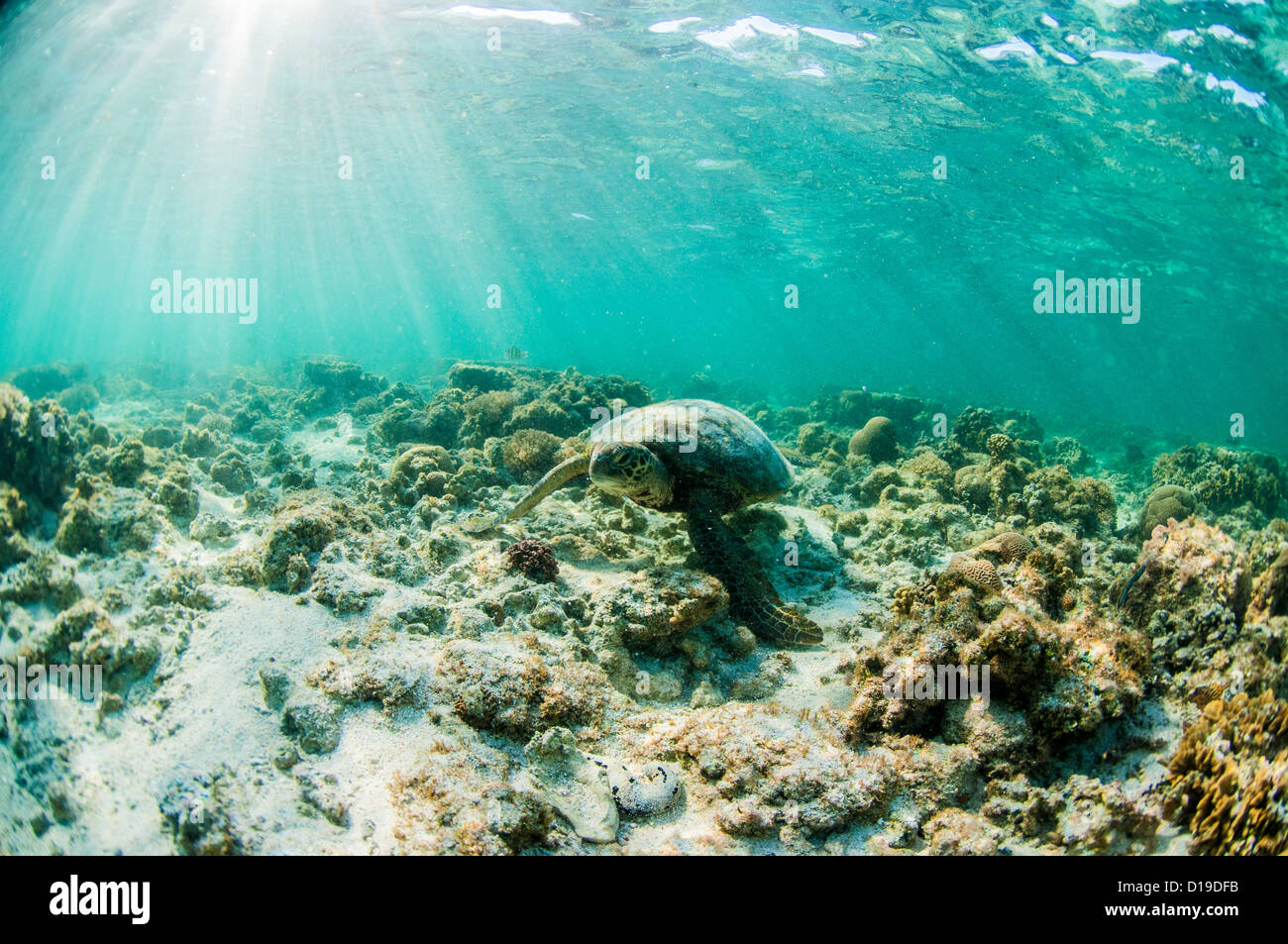 Tartaruga Verde, Lady Elliot Island, della Grande Barriera Corallina, Queensland, Australia Foto Stock