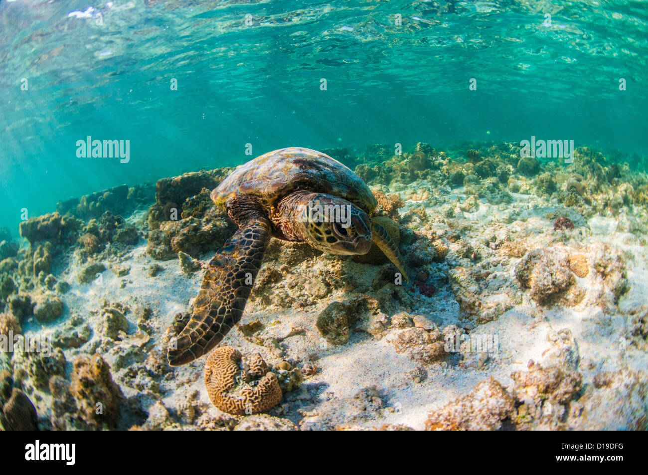 Tartaruga Verde, Lady Elliot Island, della Grande Barriera Corallina, Queensland, Australia Foto Stock