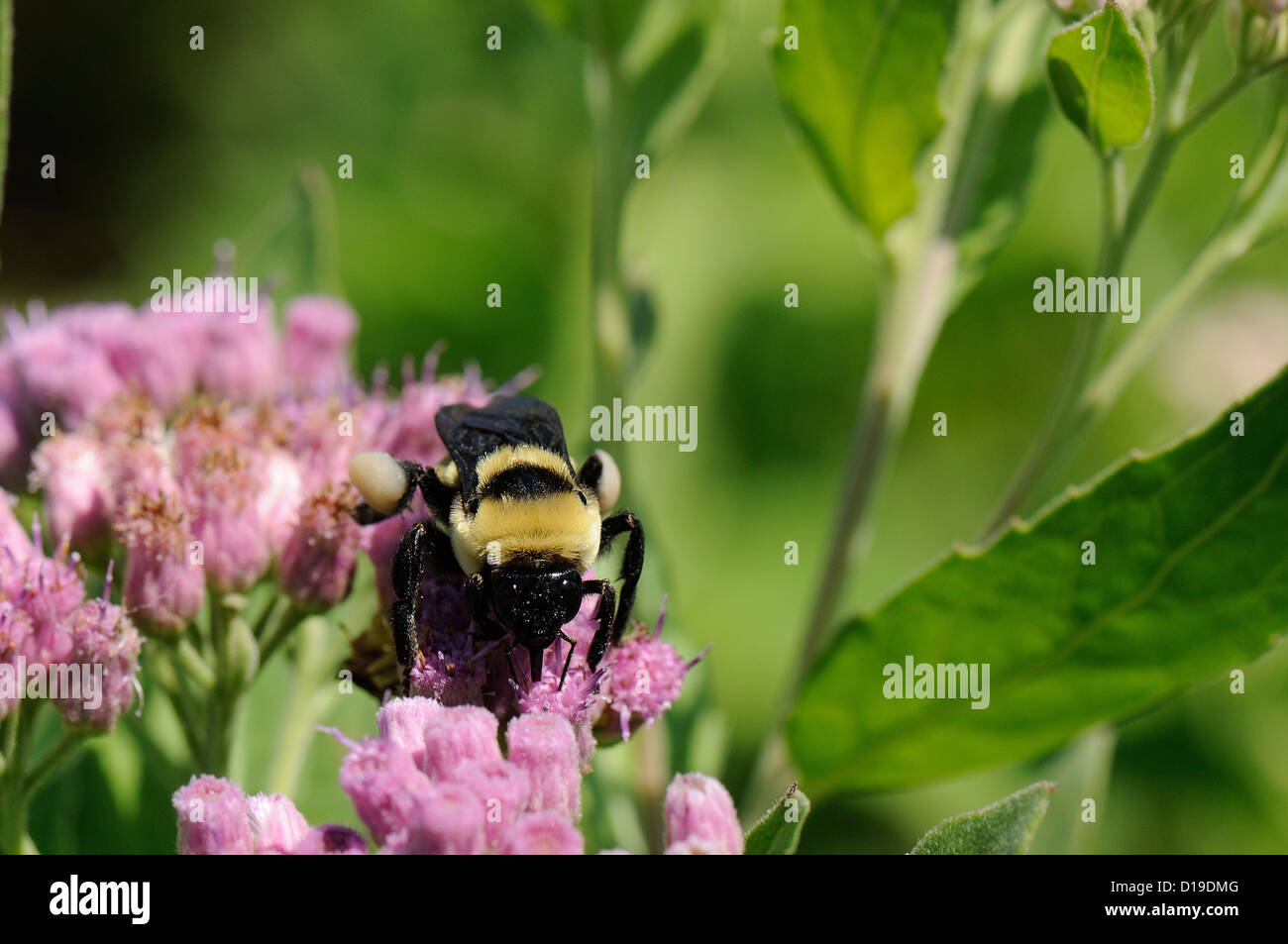 Bumblebee su Marsh fleabane Foto Stock