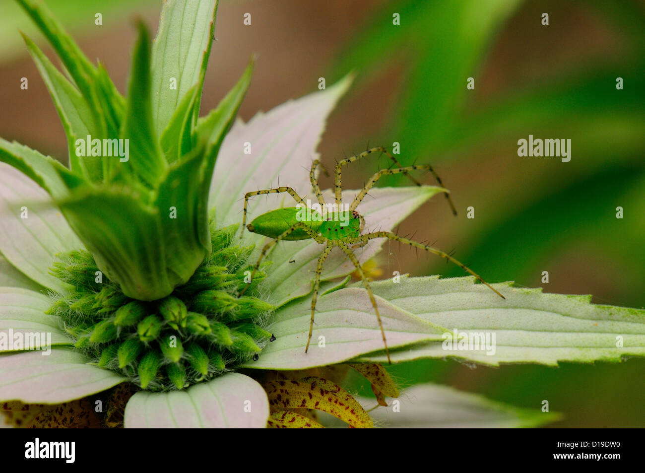 Green Lynx Spider Beebalm maculato Foto Stock