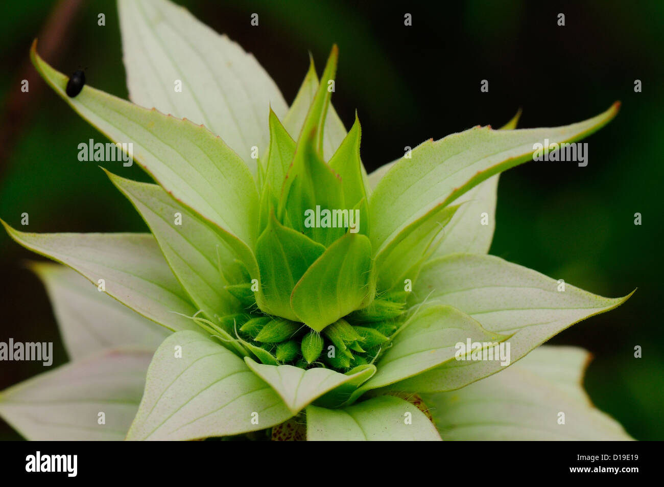 Beebalm macchiato Foto Stock