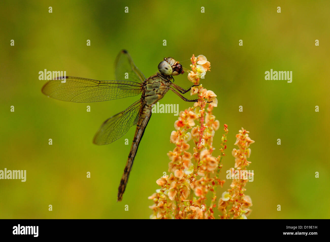 Libellula con la preda Foto Stock