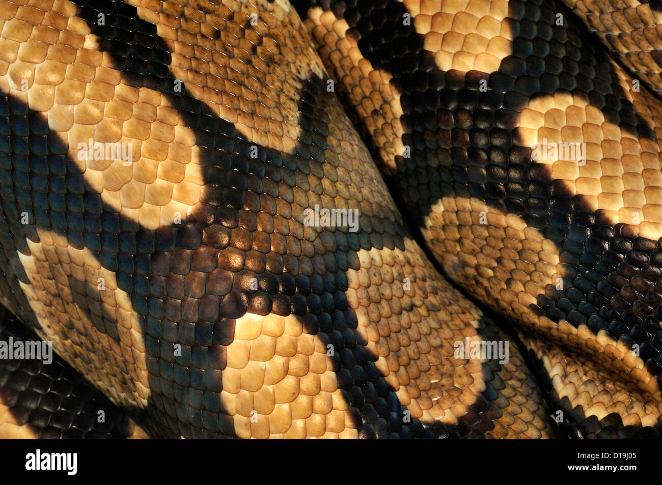 Asian Rock Python Python molurus "paradosso" pattern, Pytonidae Foto Stock