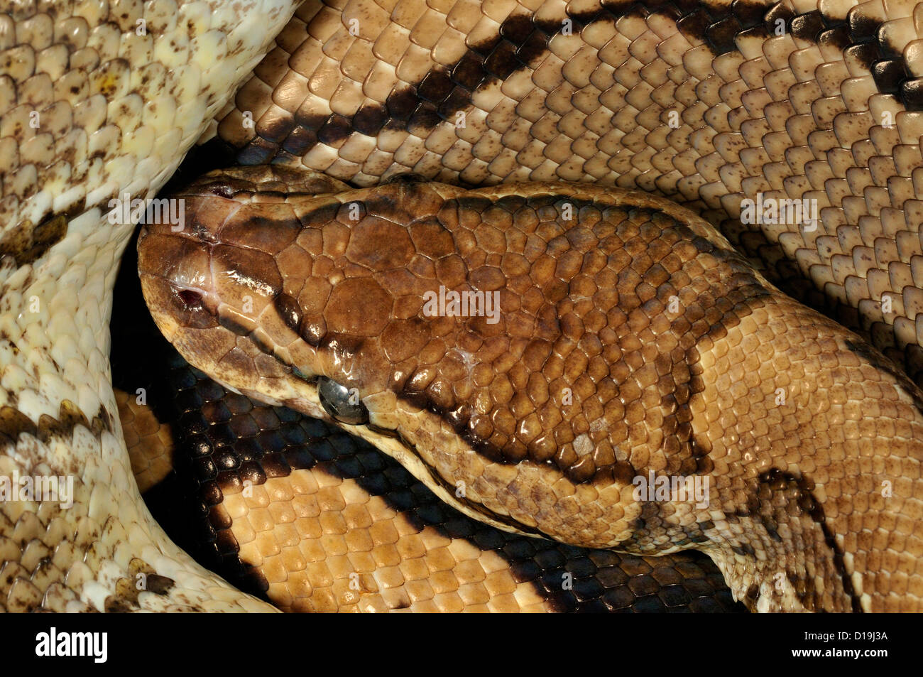 Asian Rock Python Python molurus 'Pinstipe', Pytonidae Foto Stock