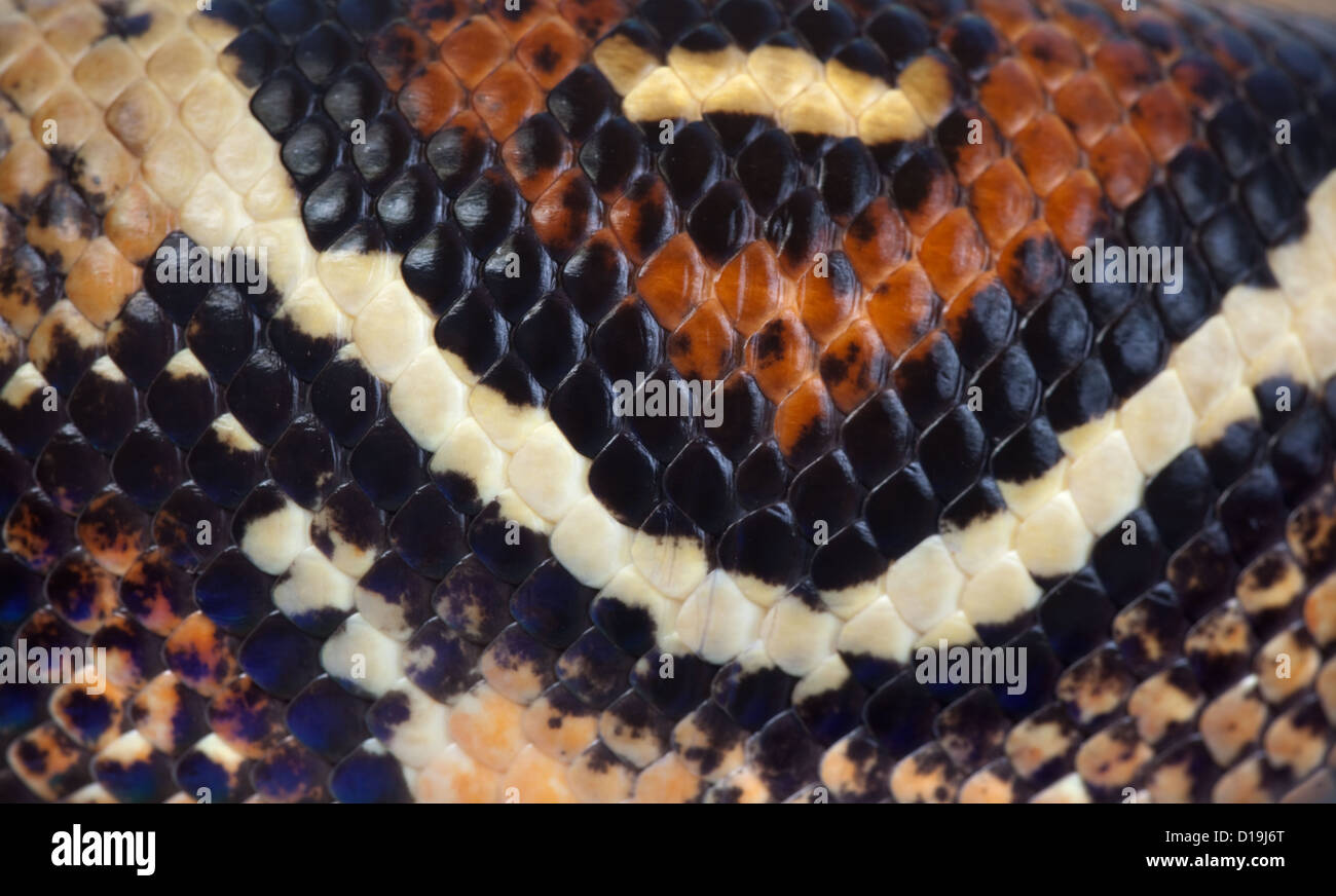 Boa Constrictor scale di pelle nome latino della stessa Foto stock - Alamy