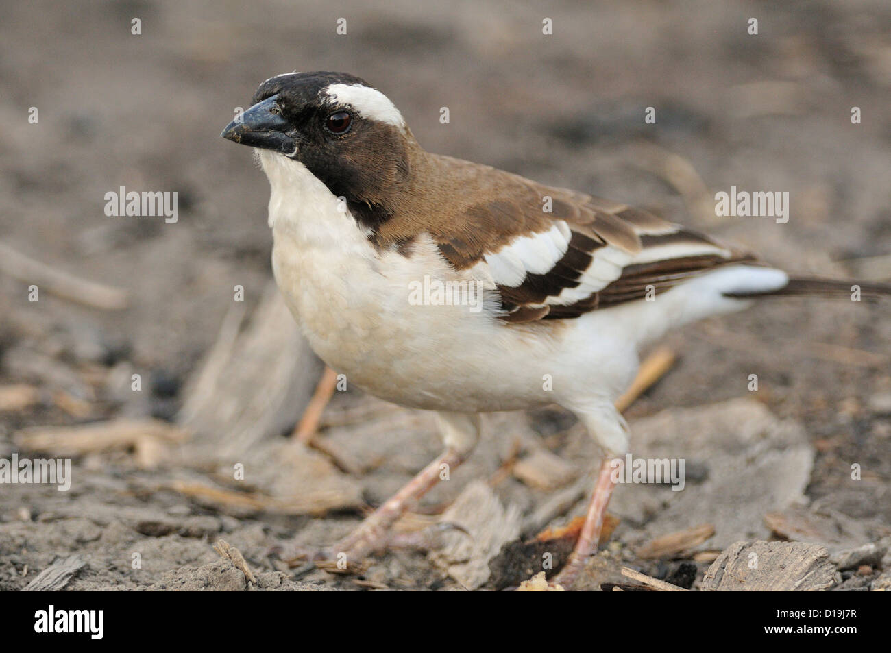 Bianco-browed Sparrow-Weaver Plocepasser mahali, Chawo Lago, Nechisar National Park, Arna Minch, Etiopia, Africa Foto Stock