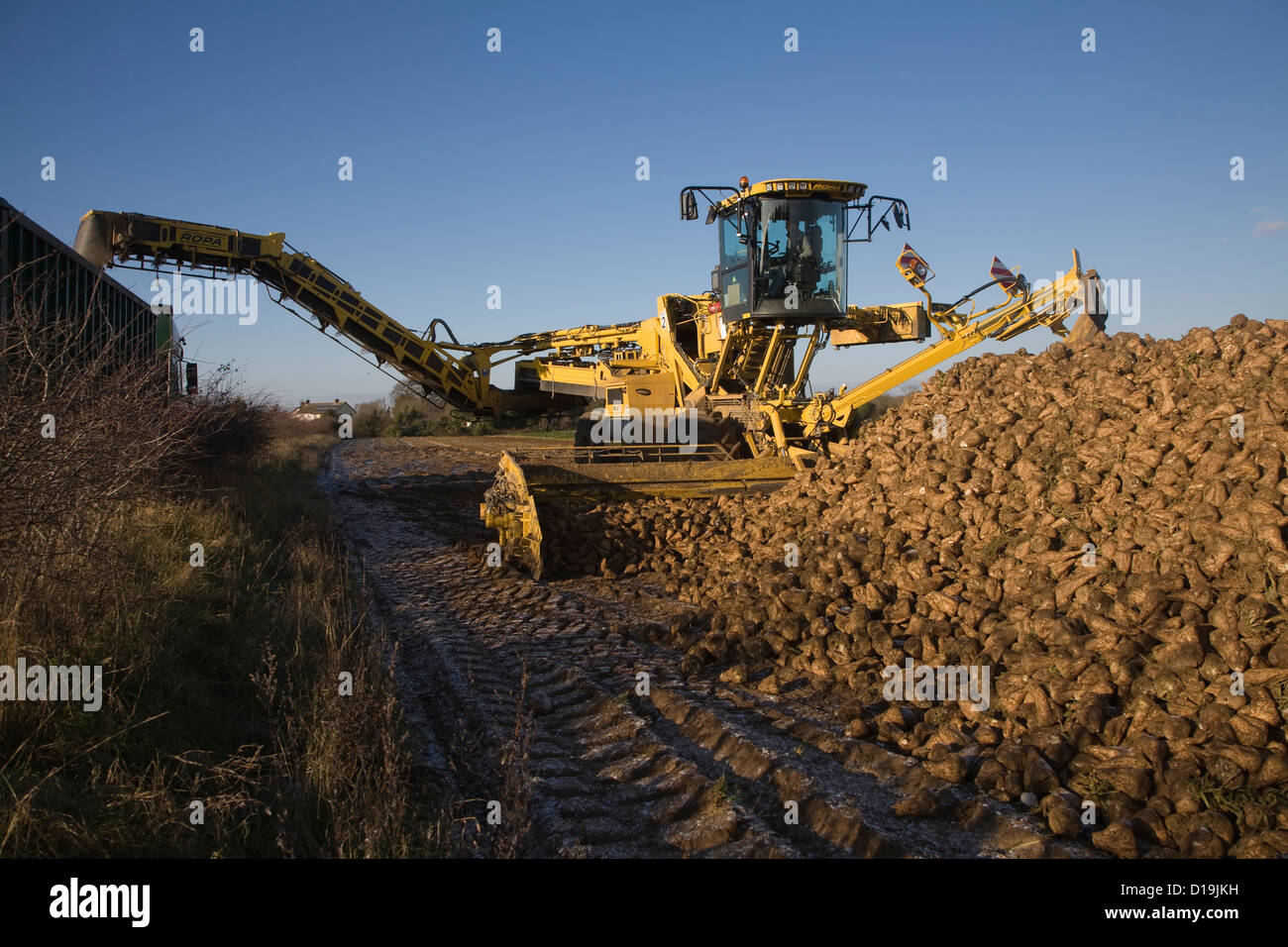 Ropa Euro Maus 4 barbabietola da zucchero loader macchine Shottishm, Suffolk, Inghilterra Foto Stock