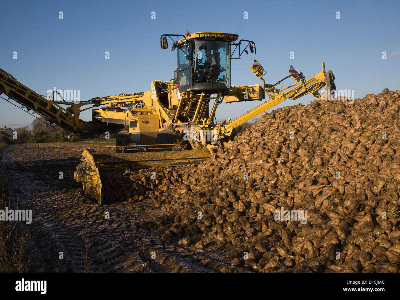 Ropa Euro Maus 4 barbabietola da zucchero loader macchine Shottishm, Suffolk, Inghilterra Foto Stock