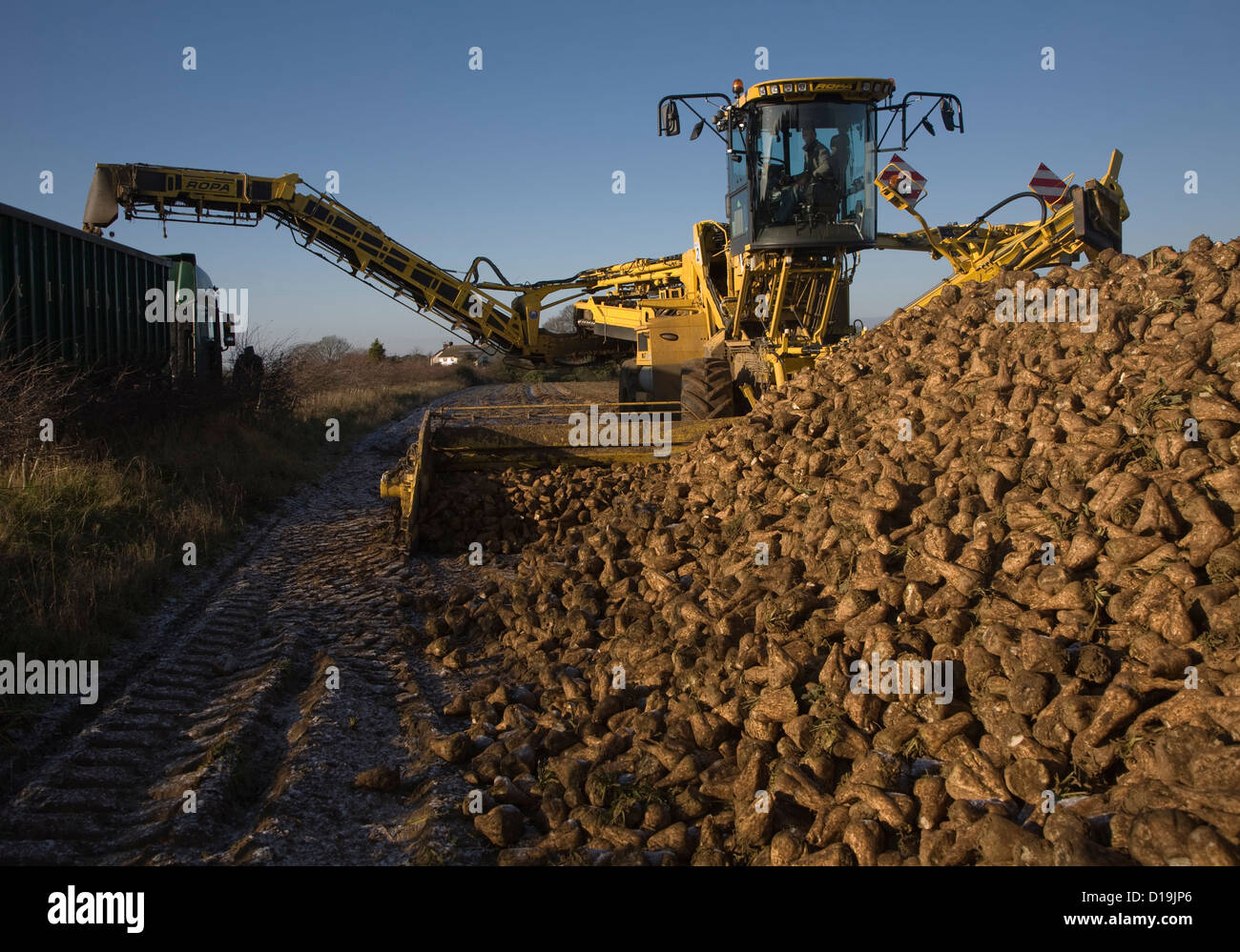 Ropa Euro Maus 4 barbabietola da zucchero loader macchine Shottishm, Suffolk, Inghilterra Foto Stock