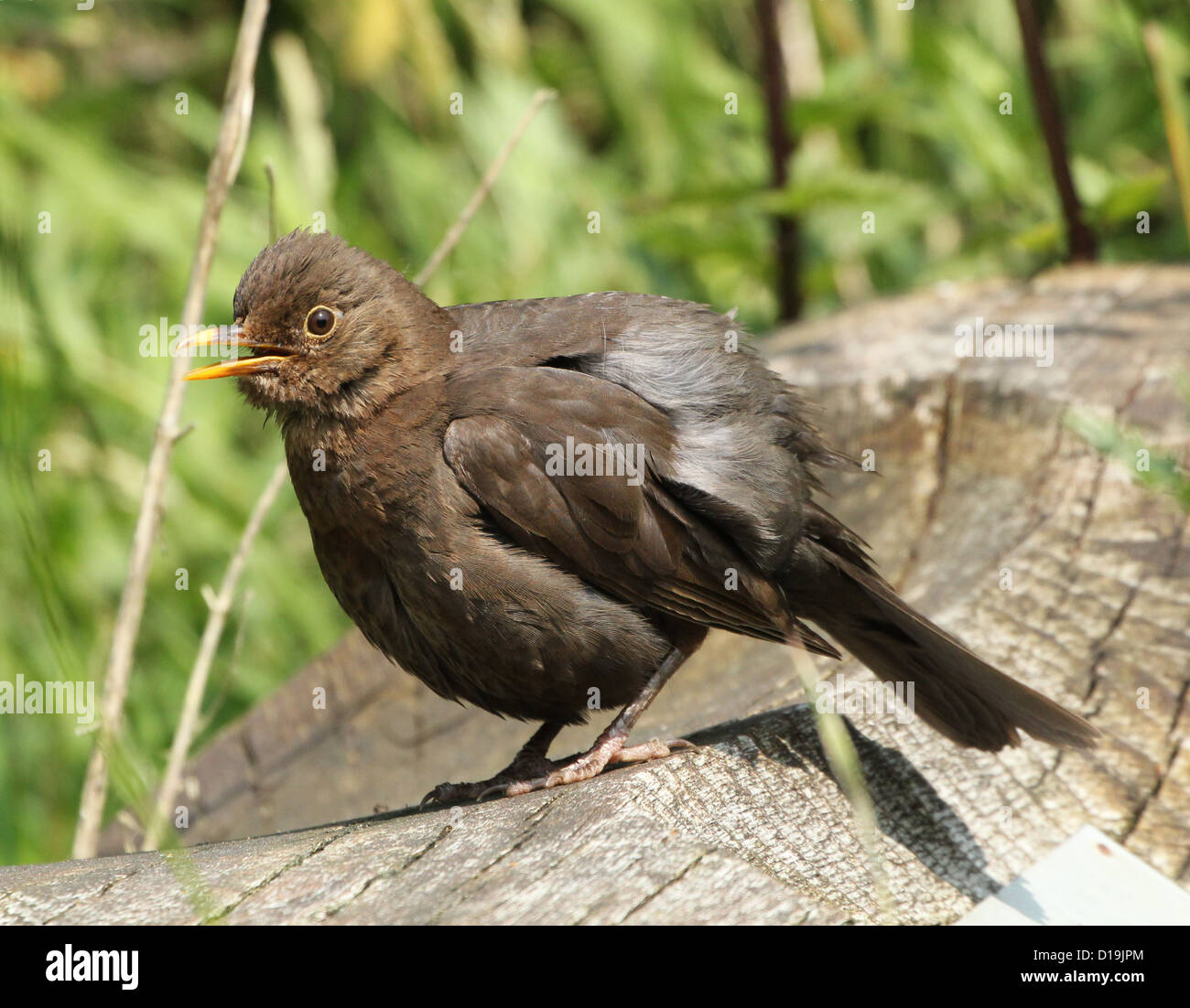 Merlo femmina (Turdus merula) in posa su un log Foto Stock