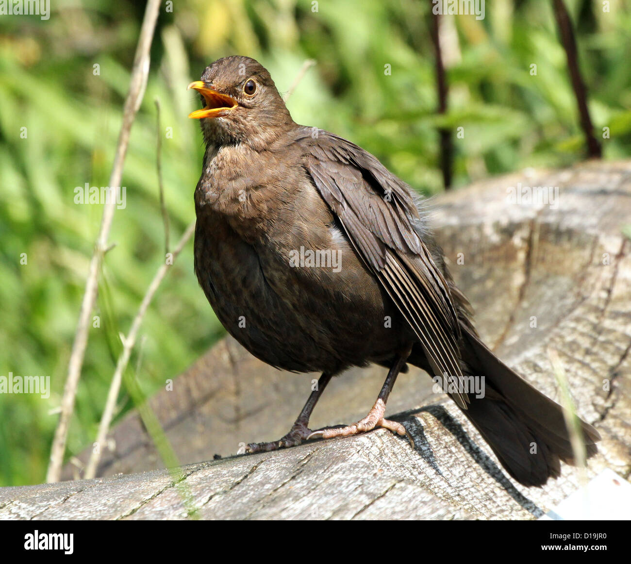 Merlo femmina (Turdus merula) cantando in extreme close up della testa e del corpo Foto Stock