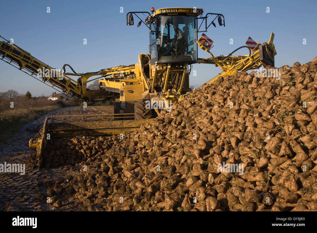 Ropa Euro Maus 4 barbabietola da zucchero loader macchine Shottishm, Suffolk, Inghilterra Foto Stock