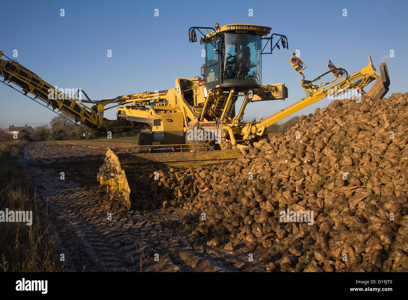 Ropa Euro Maus 4 barbabietola da zucchero loader macchine Shottishm, Suffolk, Inghilterra Foto Stock