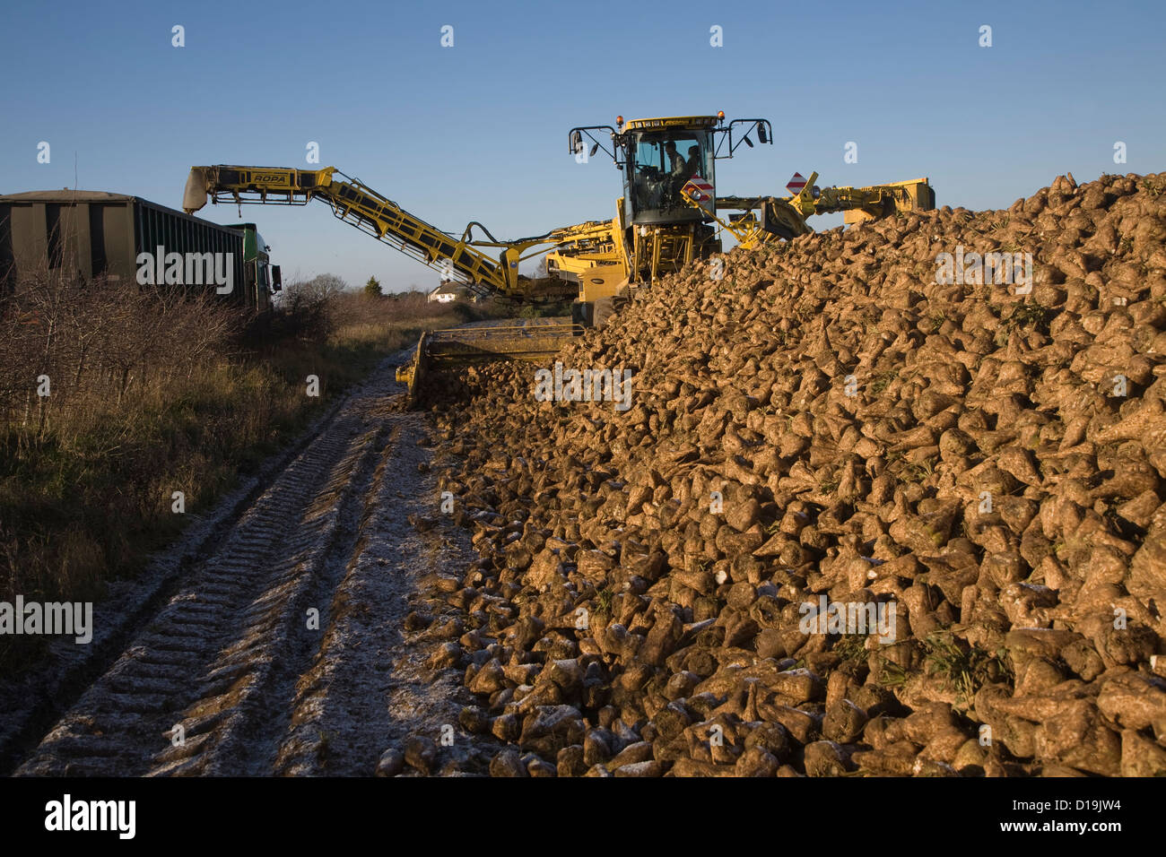 Ropa Euro Maus 4 barbabietola da zucchero loader macchine Shottishm, Suffolk, Inghilterra Foto Stock