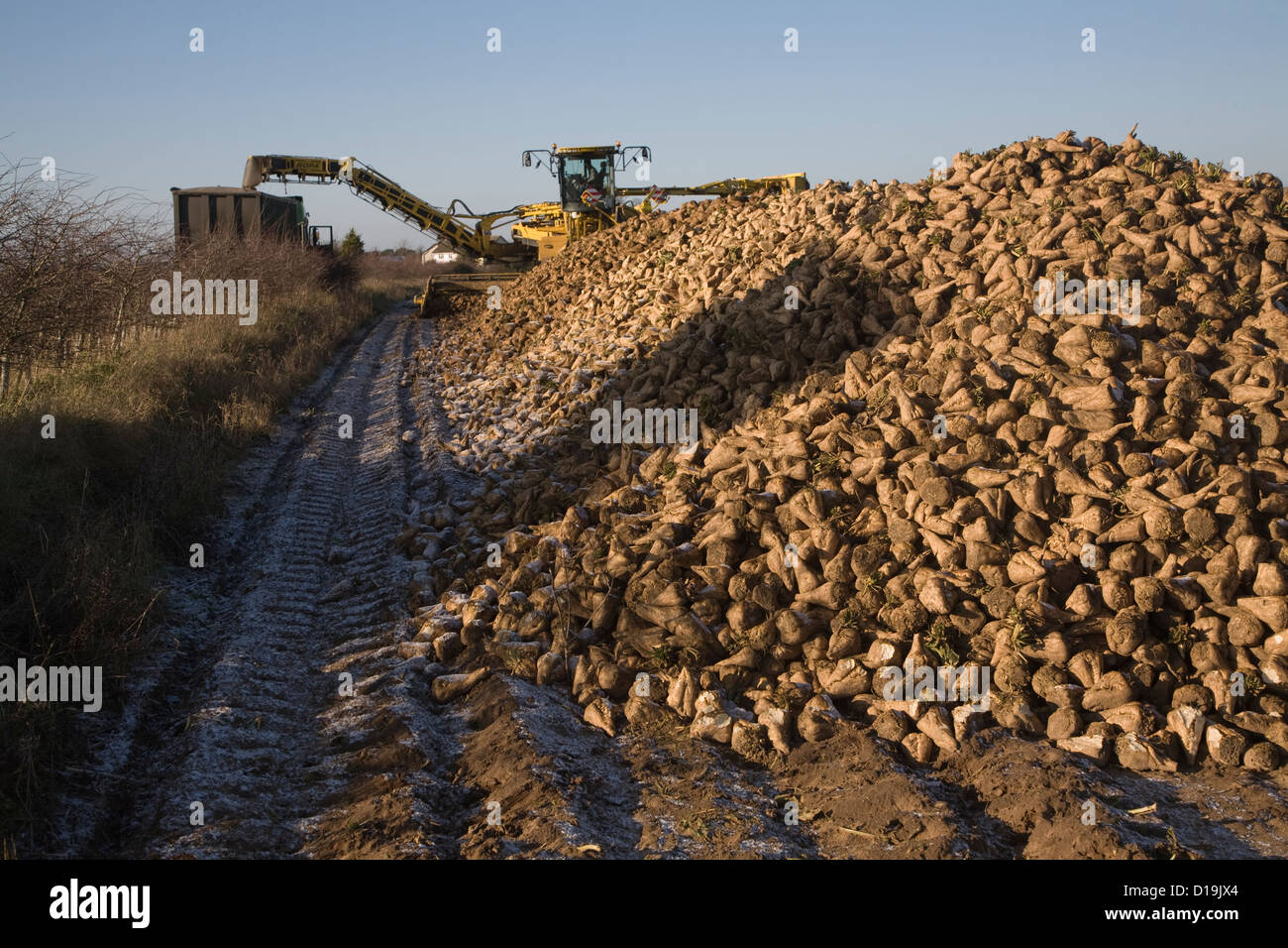 Ropa Euro Maus 4 barbabietola da zucchero loader macchine Shottishm, Suffolk, Inghilterra Foto Stock
