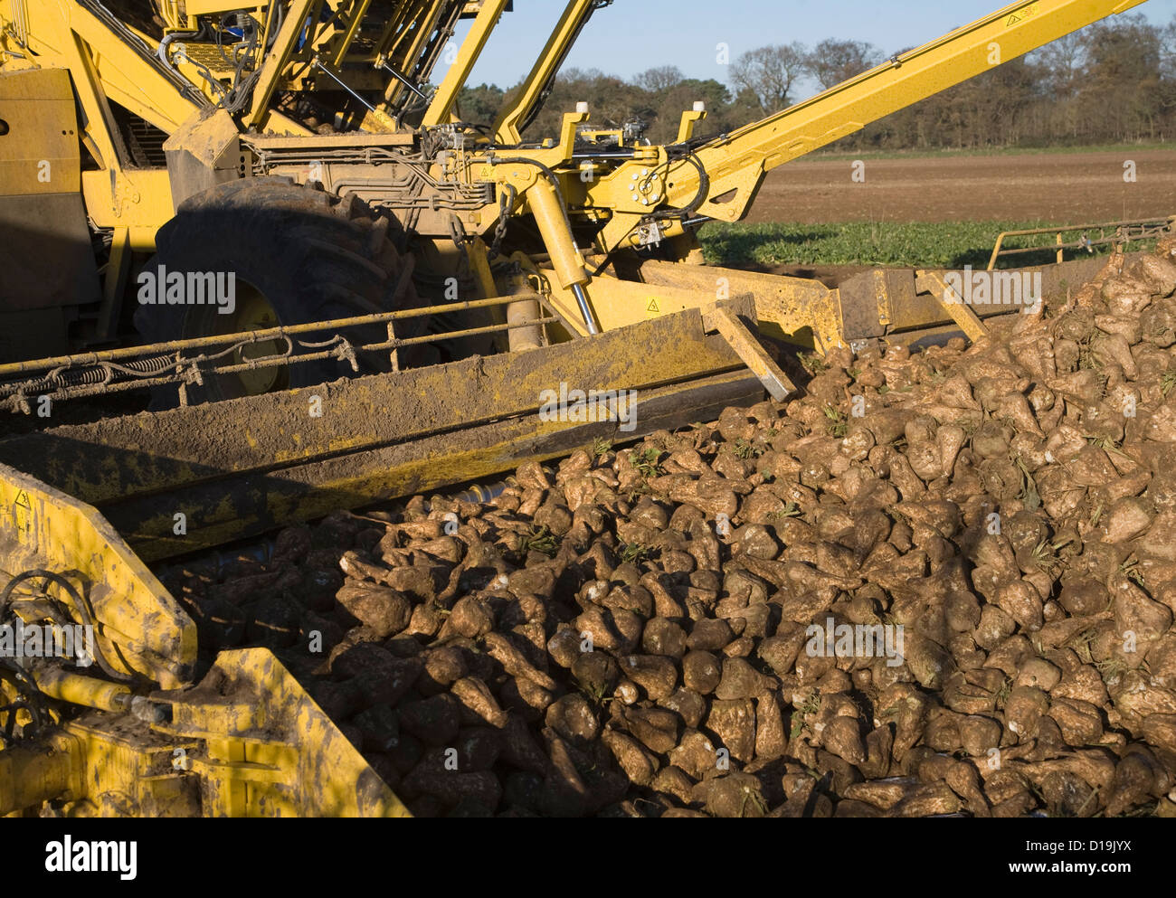 Ropa Euro Maus 4 barbabietola da zucchero loader macchine Shottishm, Suffolk, Inghilterra Foto Stock