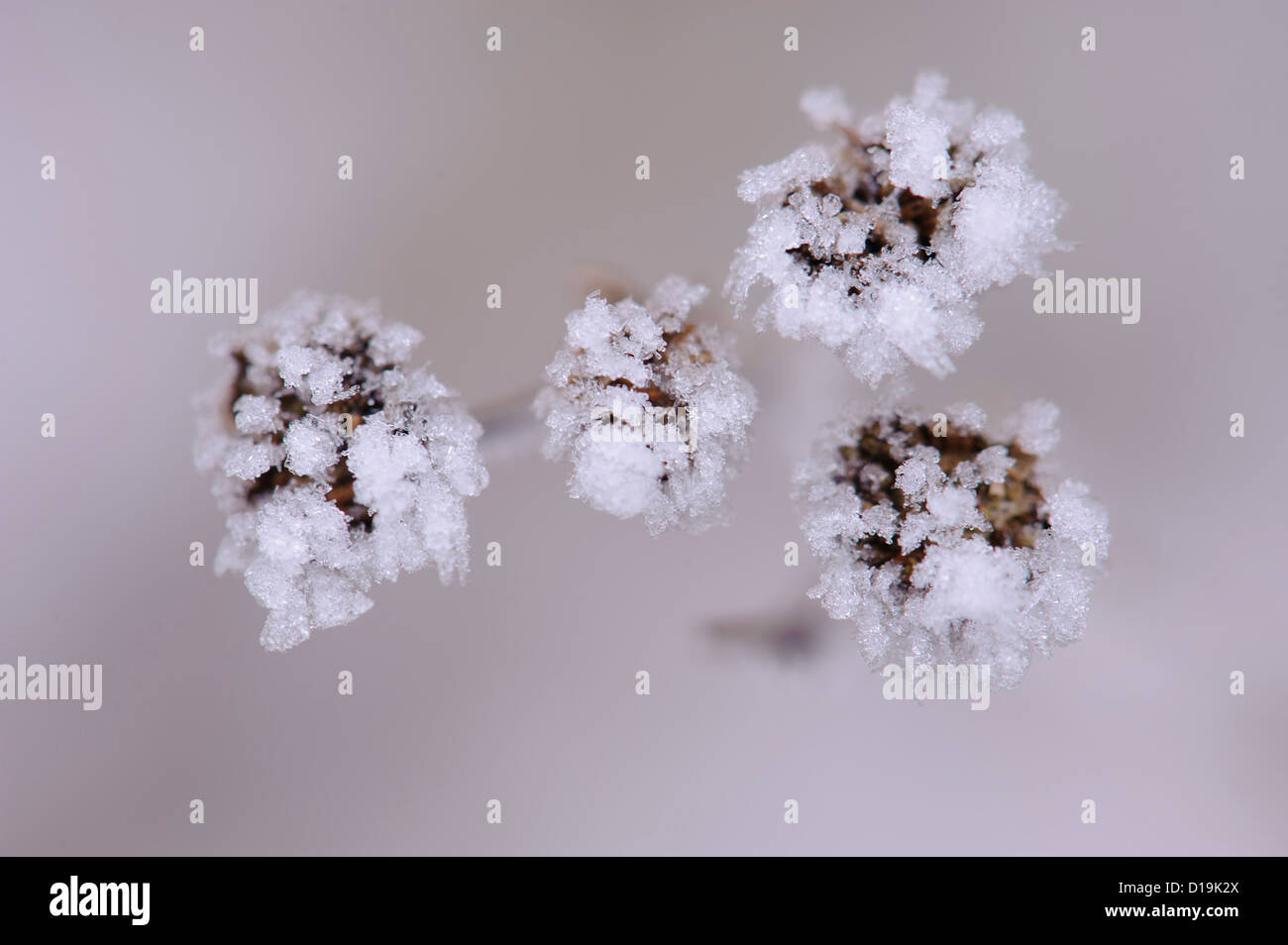 Tansy (tanacetum vulgare) con cristalli di ghiaccio Foto Stock