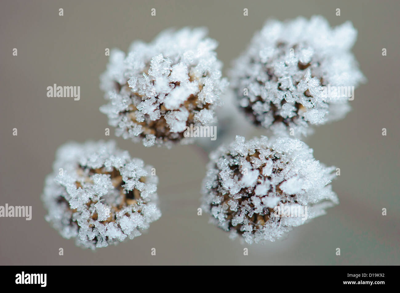 Tansy (tanacetum vulgare) con cristalli di ghiaccio Foto Stock