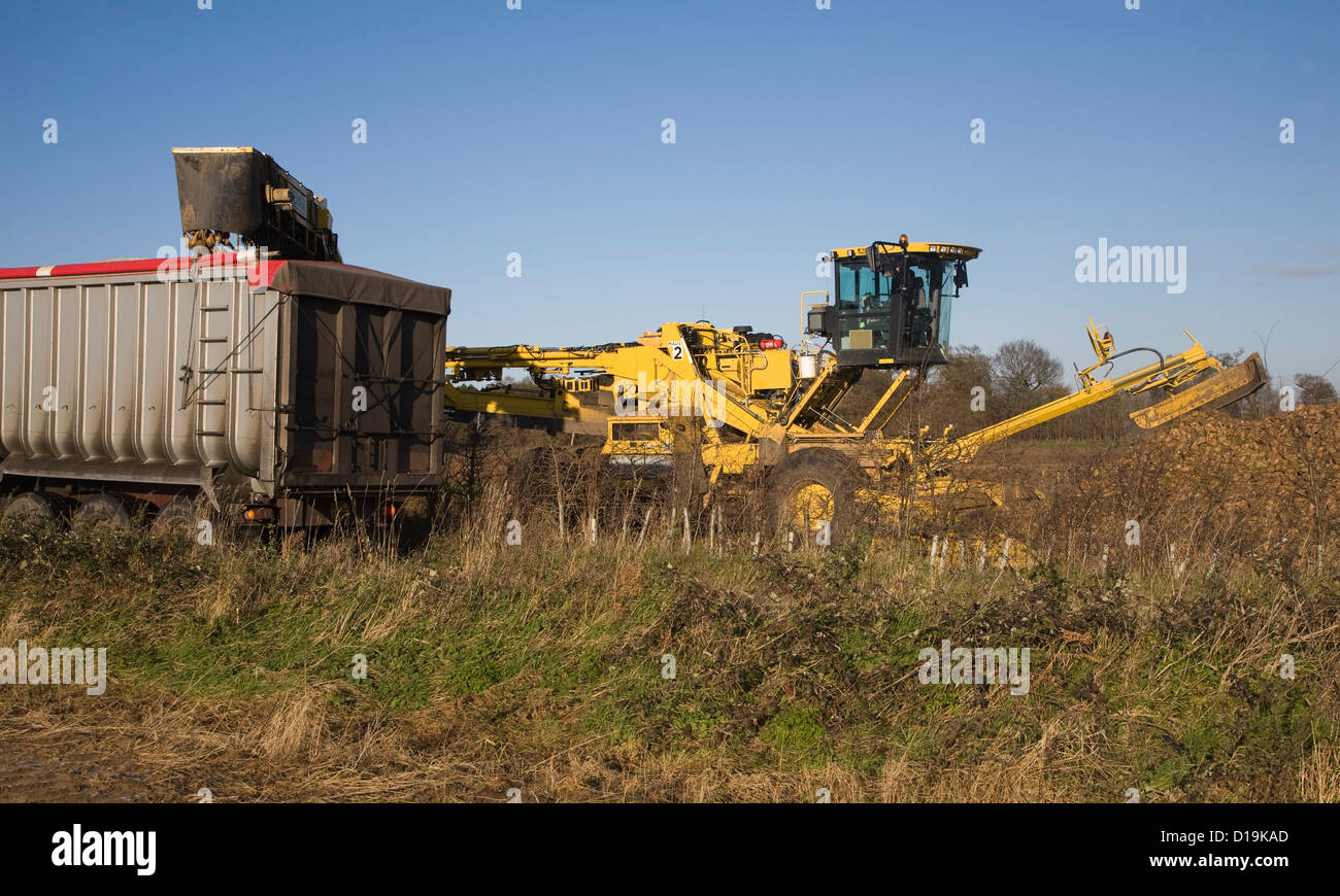 Ropa Euro Maus 4 barbabietola da zucchero loader macchine Shottishm, Suffolk, Inghilterra Foto Stock
