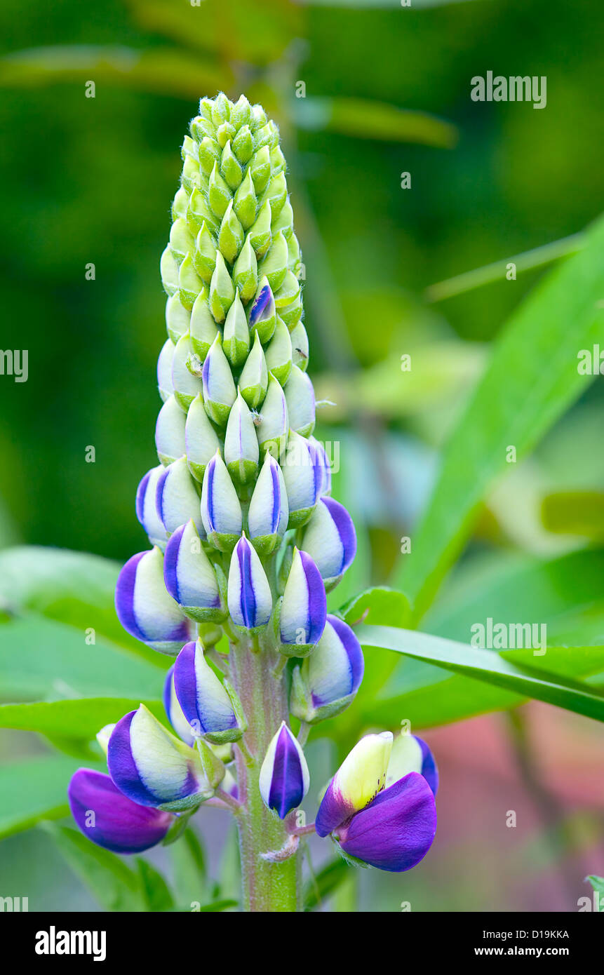 Close up di un fiore di lupino in un giardino Foto Stock