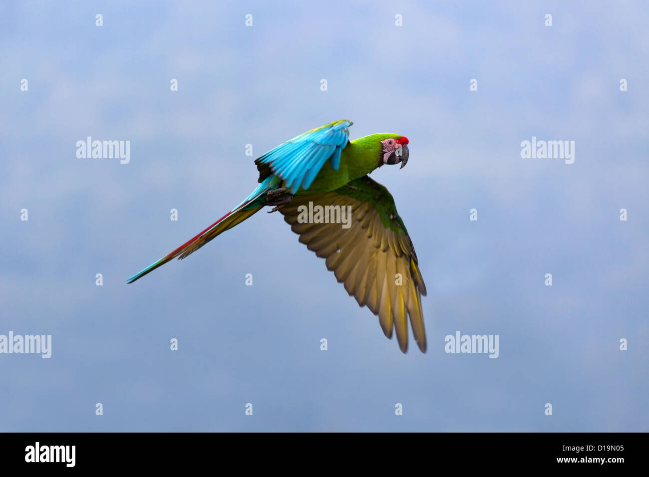 Macaw militare (Ara militaris) Foto Stock